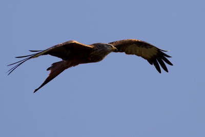 Red Kite