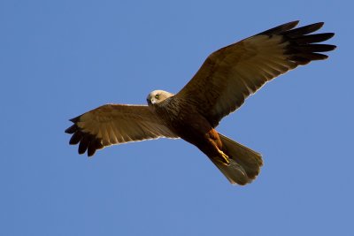 Western Marsh Harrier