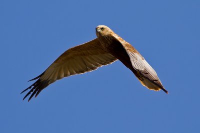 Western Marsh Harrier