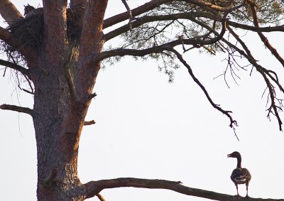 Greylag Goose nesting in a 30m high pine