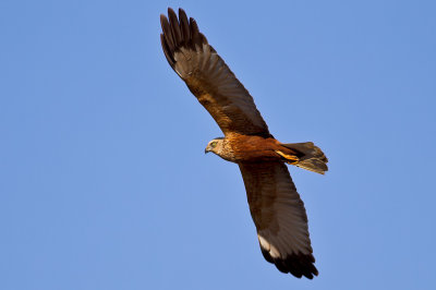 Western Marsh Harrier