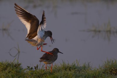 Common Redshank, mating