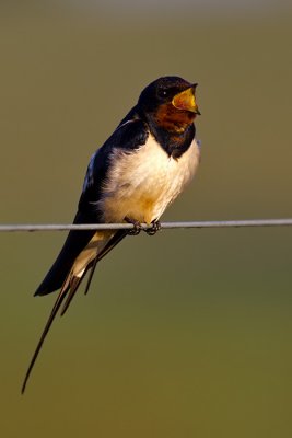 Barn Swallow