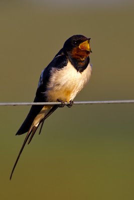 Barn Swallow