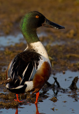 Northern Shoveler