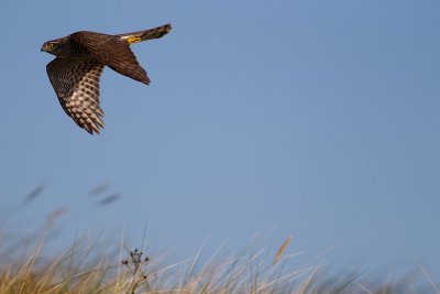 Sparrow Hawk