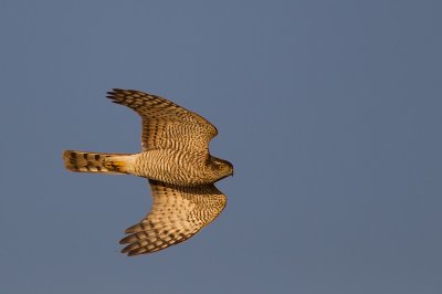 Sparrow Hawk in early light