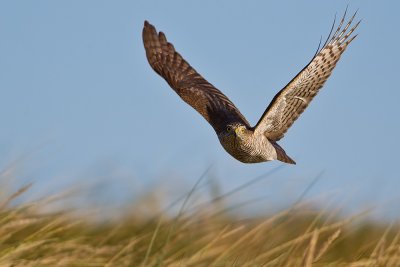 Sparrow Hawk