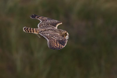 Short-eared Owl