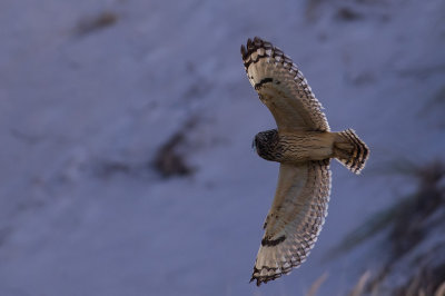 Short-eared Owl