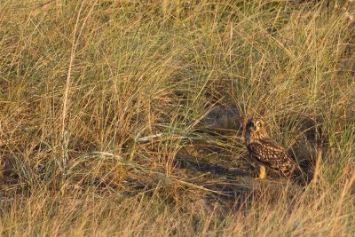 Short-eared Owl 