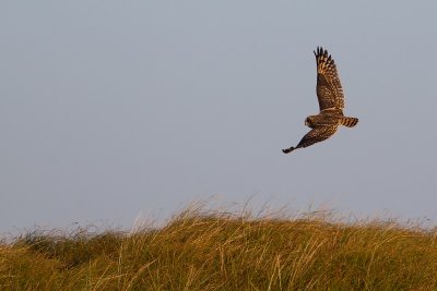 Short-eared Owl 