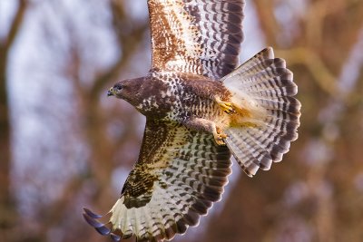 Common Buzzard