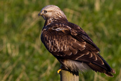 Rough legged Buzzard