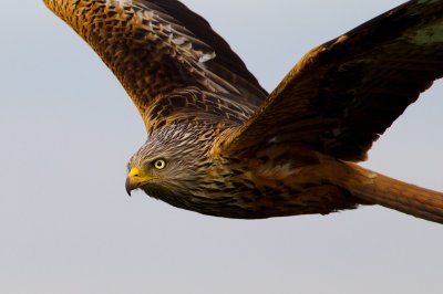 Red Kite