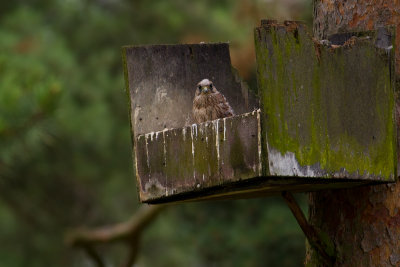Juvenile Common Kestrel at nest