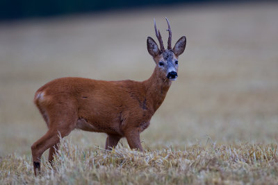 Roe Deer