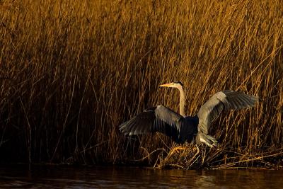 Grey heron landing