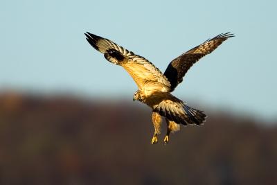 Rough-legged Buzzard hovering after prey