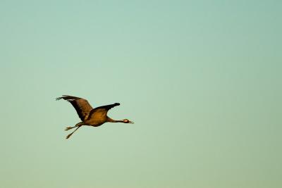 Common Crane