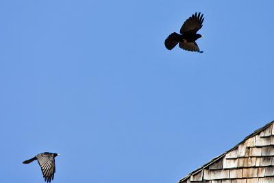 Alpine Chough (Pyrrhocorax graculus)