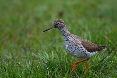 Common Redshank