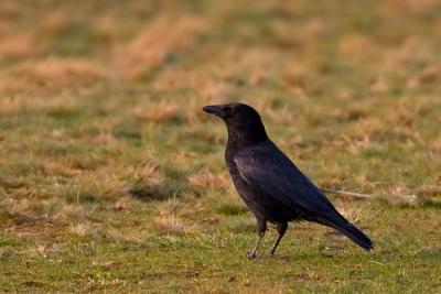 Carrion Crow (black Phase)