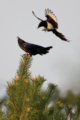 Carrion Crow (black Phase) being attacked by a Magpie