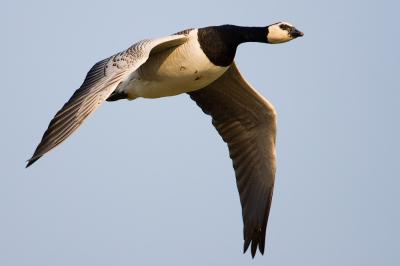 Barnacle Goose