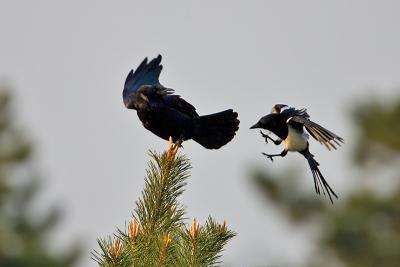Carrion Crow (black Phase) being attacked by a Magpie