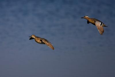 Garganey