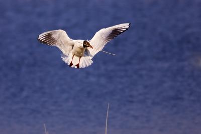 Black-headed Gull with nesting material