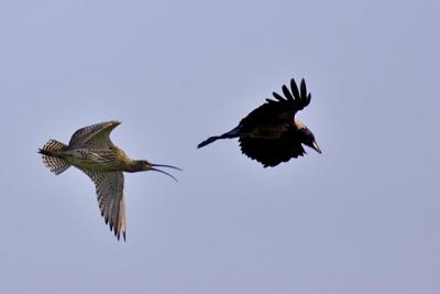 Eurasian Curlew hunting a Carrion Cow