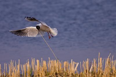 Black-headed Gull with nesting material