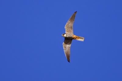 Eurasian Hobby