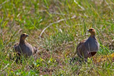 Grey Partridge