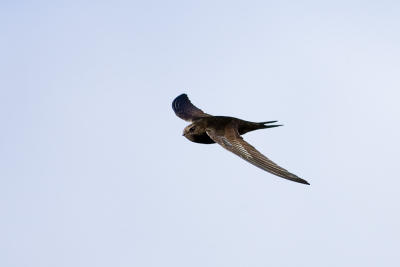 Common Swift