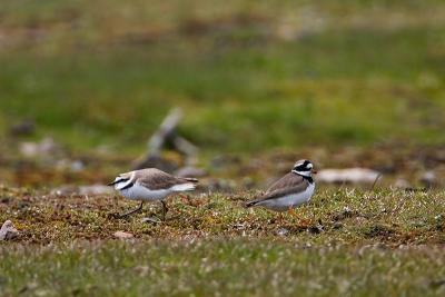 Kentish Plover (left) and Ringed Plover (right)