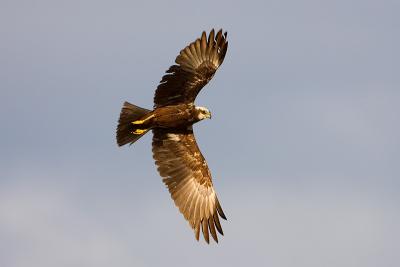 Western Marsh Harrier, Circus aeruginosus