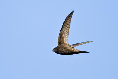 Common Swift