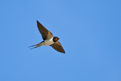 Barn Swallow