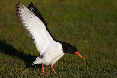 Oystercatcher, Haematopus ostralegus