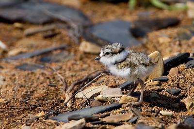 Common Ringed Plover, Charadrius hiaticula