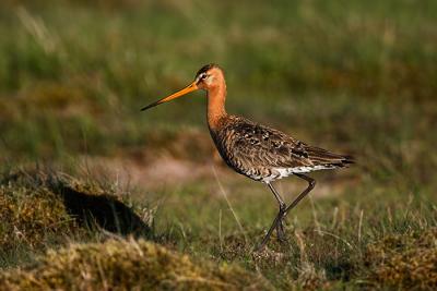 Black-tailed Godwit, Limosa limosa