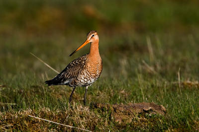 Black-tailed Godwit, Limosa limosa