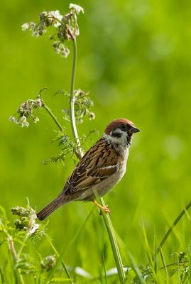 Pilfink Passer montanus Eurasian Tree Sparrow