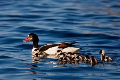 Common Shelduck