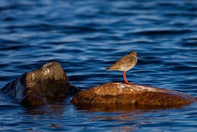 Common Redshank, Tringa totanus