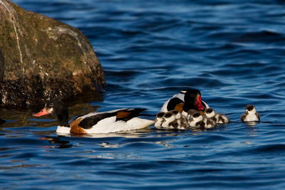 Common Shelduck