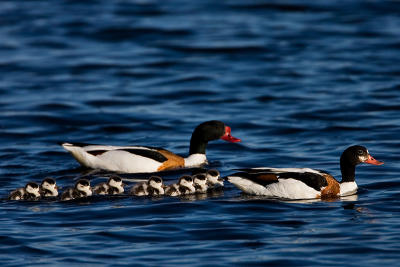 Common Shelduck